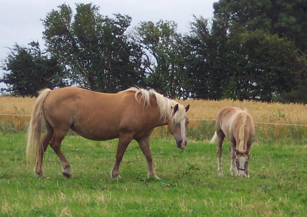 Haflinger Wonder<3 billede 5