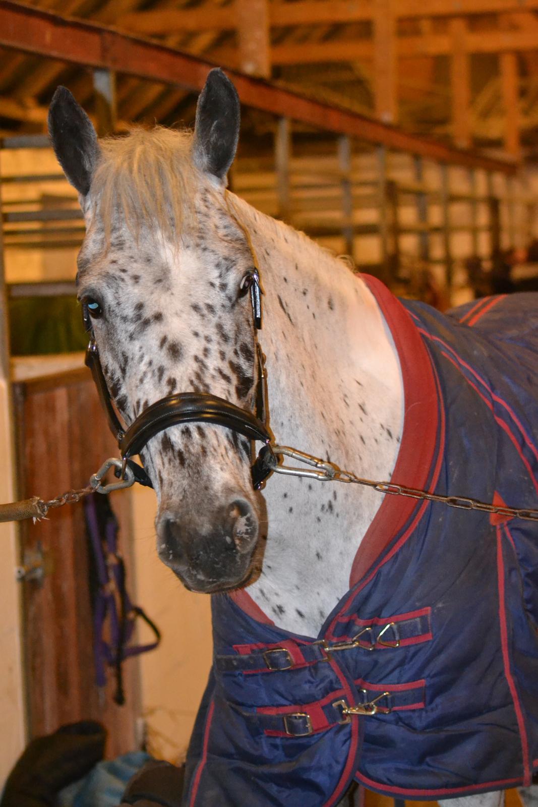 Knabstrupper Xander billede 19