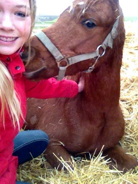 Welsh Partbred (Sec F) Laibek's First Excellence (Fister) billede 17