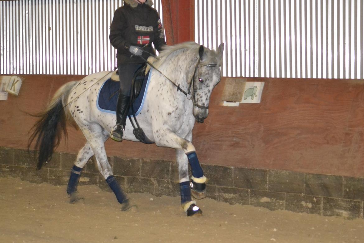 Knabstrupper Xander billede 20