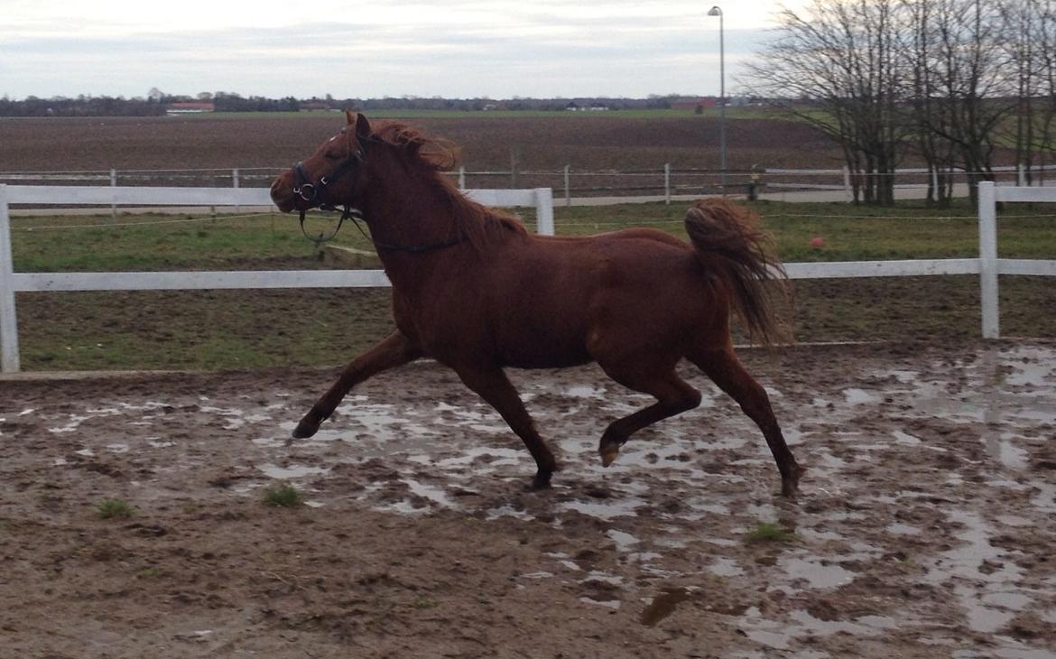 Welsh Partbred (Sec F) Laibek's First Excellence (Fister) billede 18