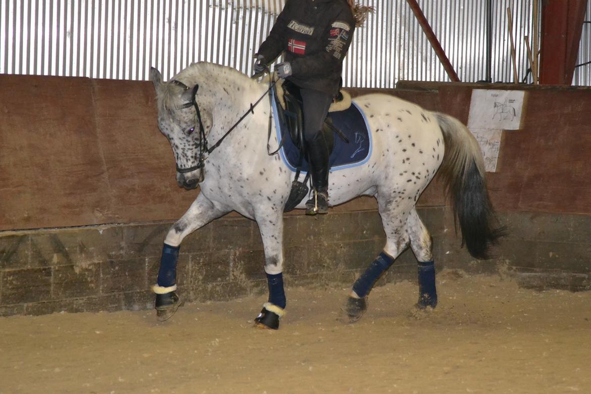 Knabstrupper Xander billede 21