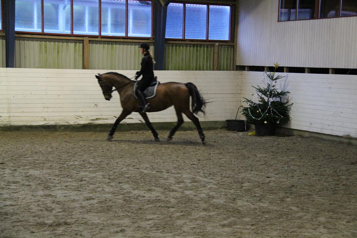 Dansk Varmblod Elmegårds Comma RIP billede 24