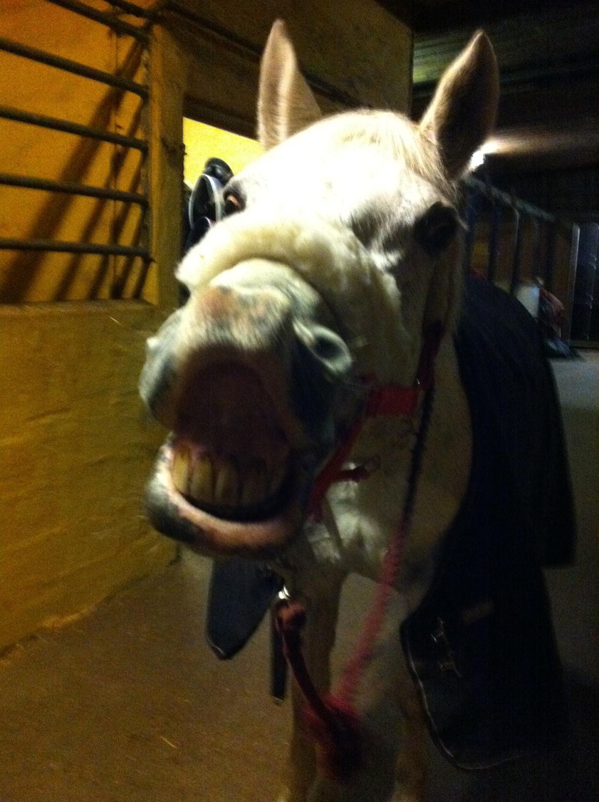 DSP Madeleine - Warrrrer! billede 9