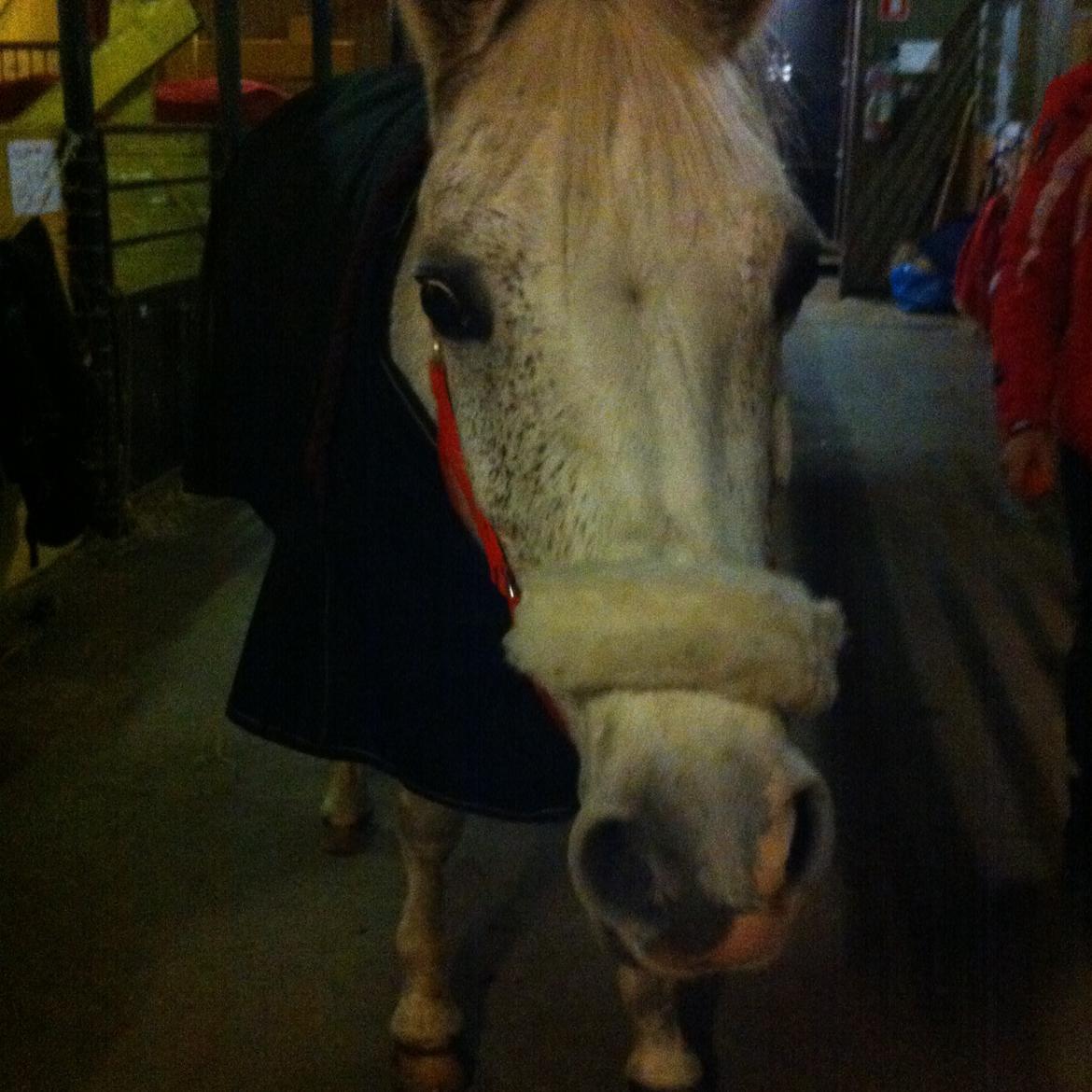 DSP Madeleine - På staldgangen :)<3 billede 11