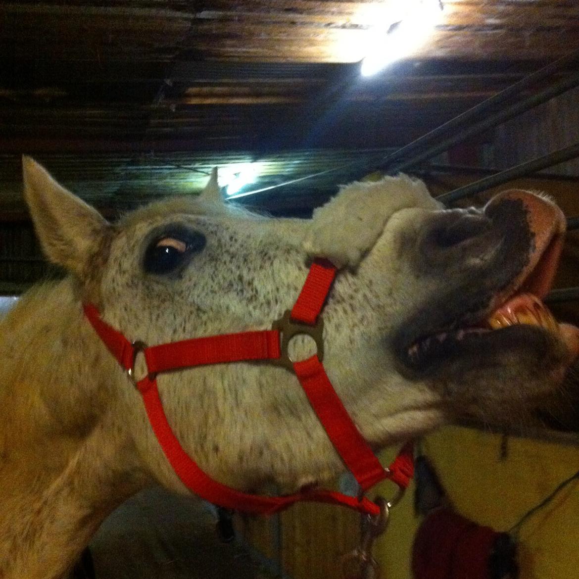 DSP Madeleine - <3 billede 13