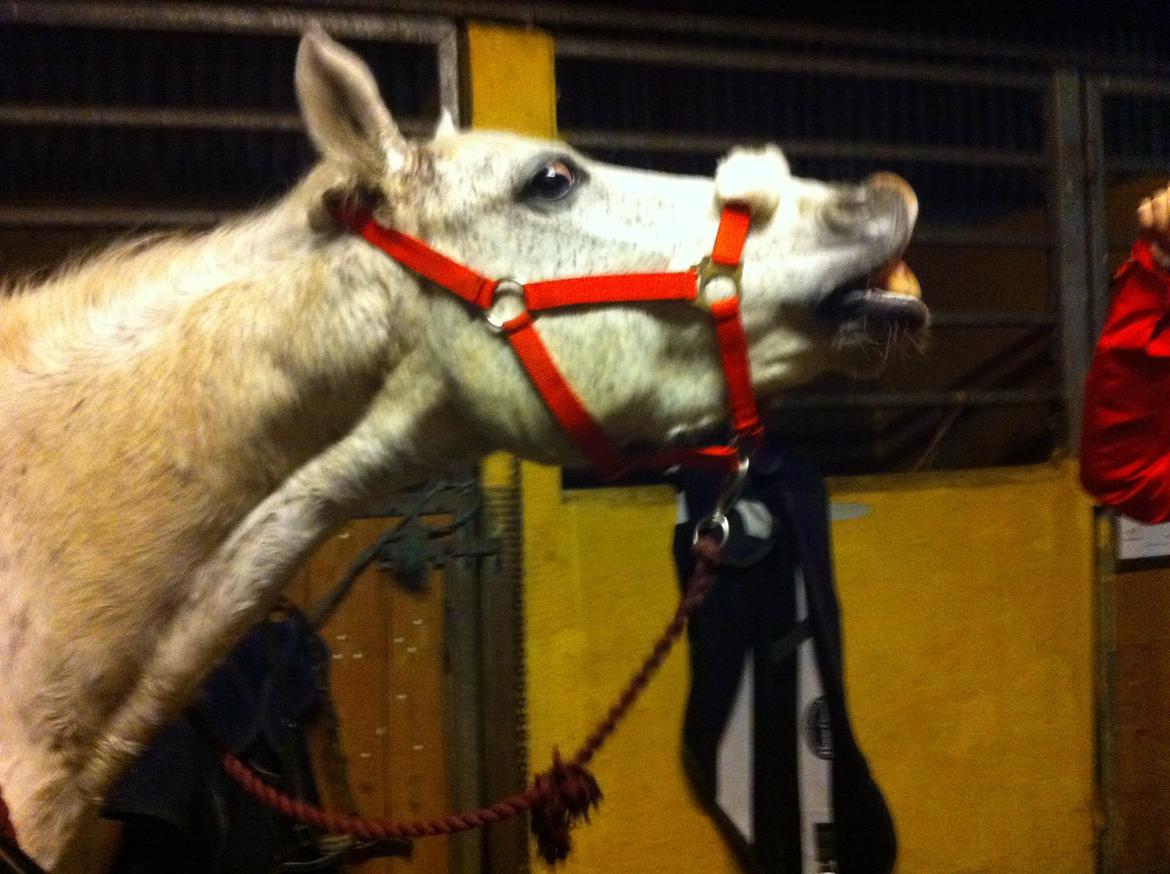 DSP Madeleine billede 14