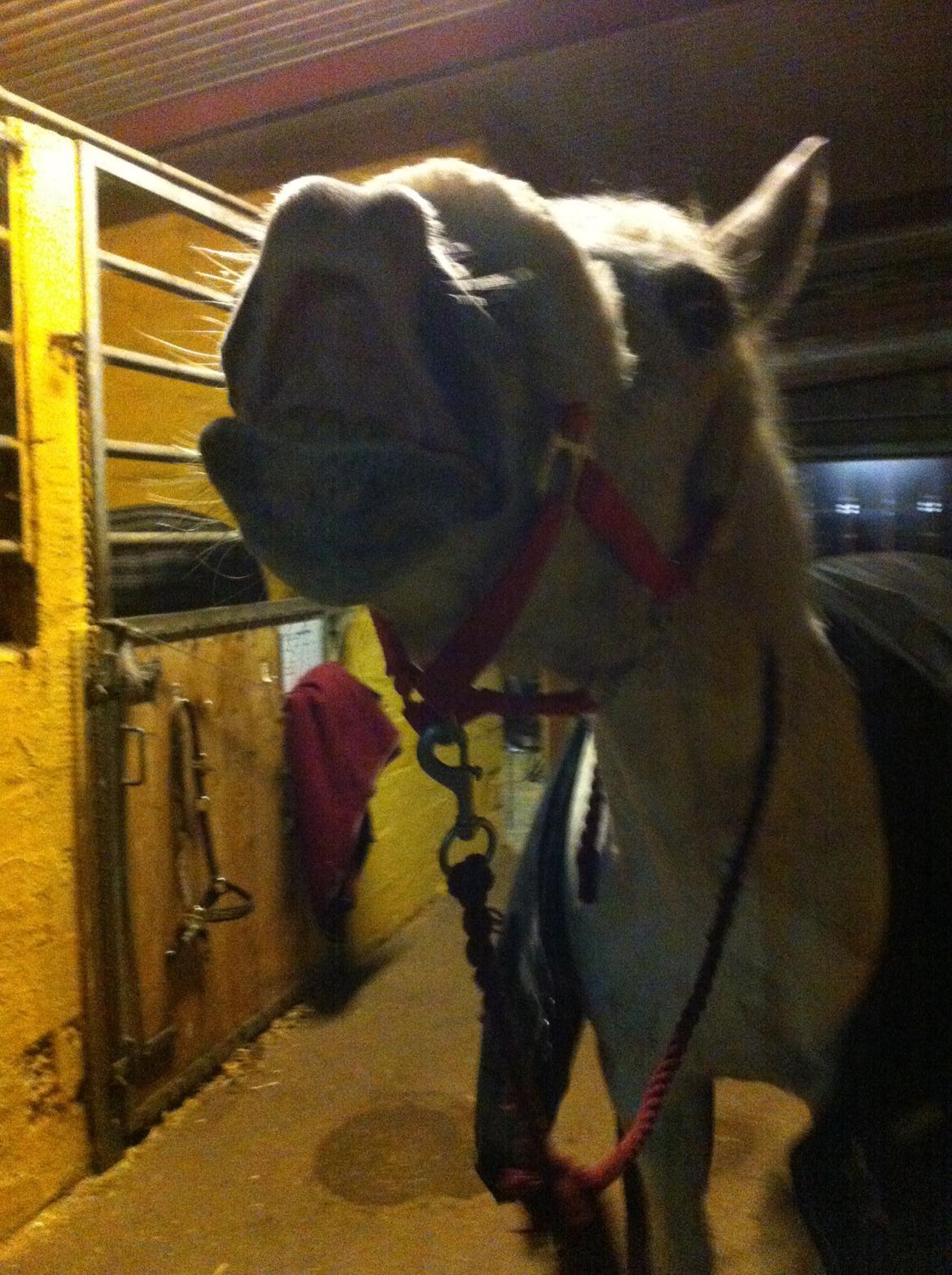 DSP Madeleine billede 15