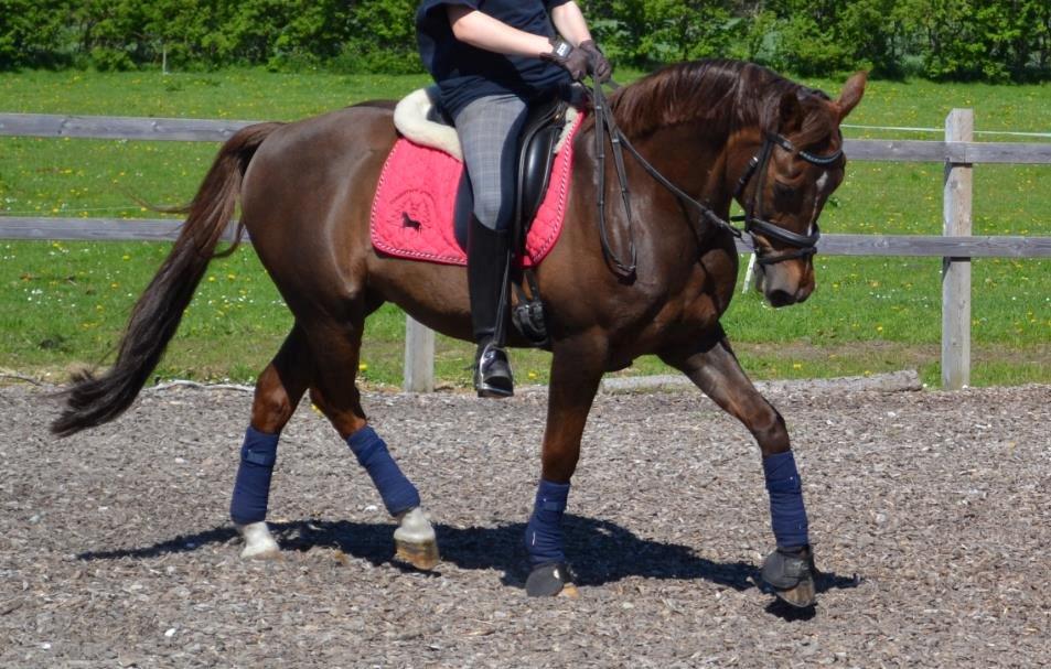 Anden særlig race Fabian - Hvor heldig kan man være? Ens bedste ven er også verdens lækreste pony :* billede 8