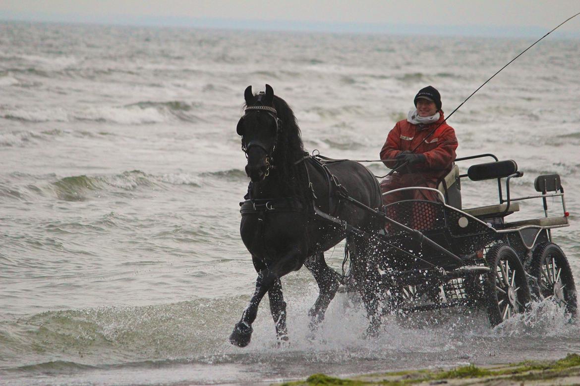 Frieser Tamke af søndergård billede 1