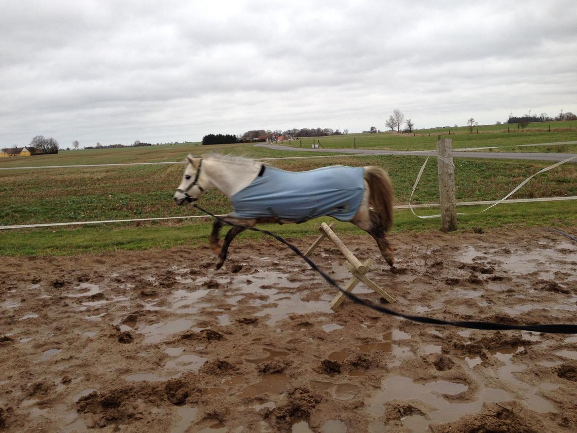 Welsh Mountain (sec A) Stensgaards Kahan. billede 19