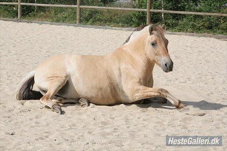 Fjordhest Felicia billede 4