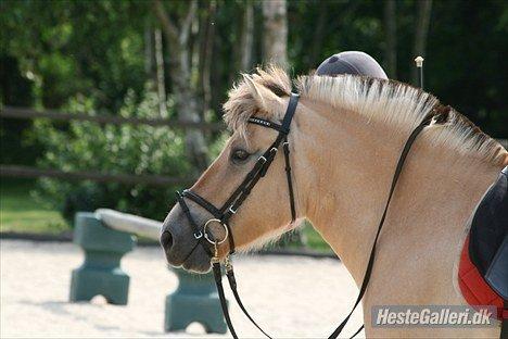 Fjordhest Felicia billede 6