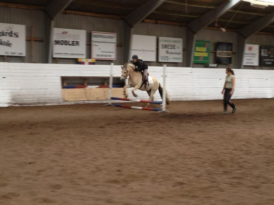 Fjordhest Maegård's Linus billede 8