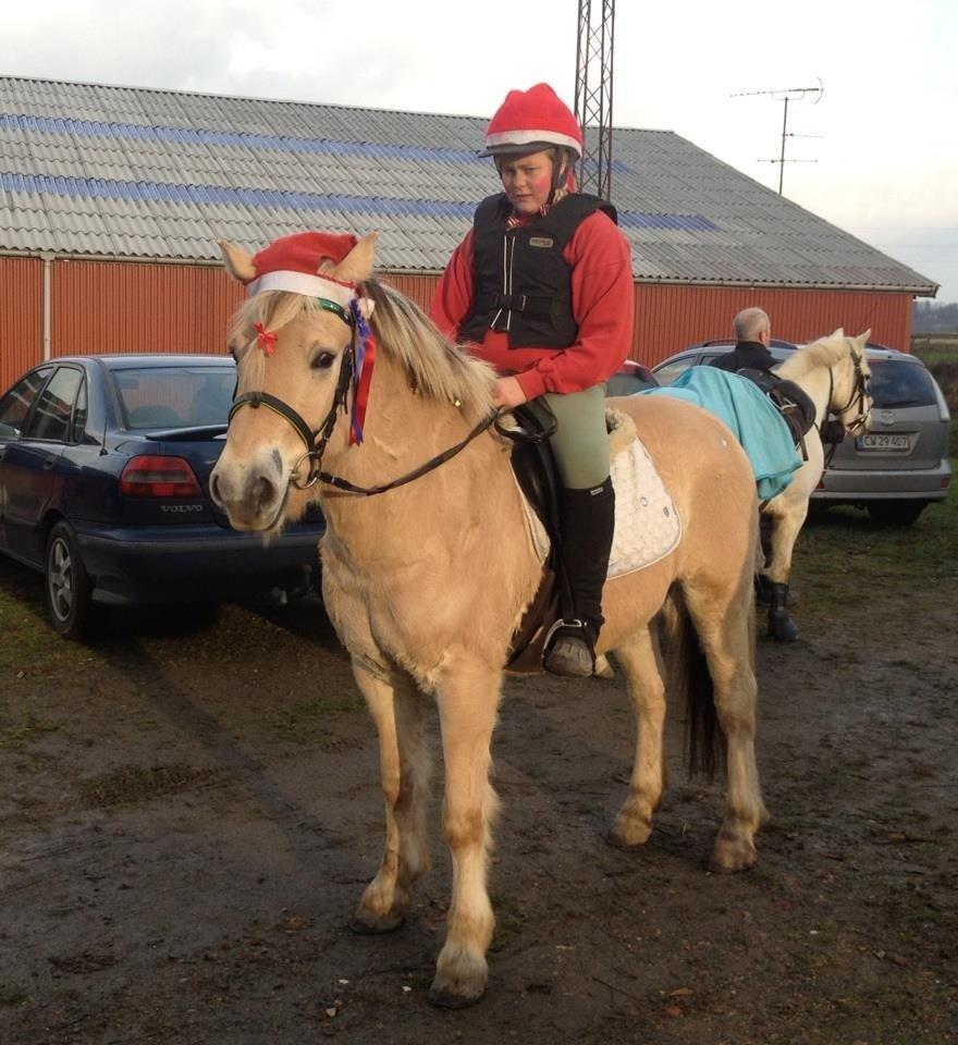 Fjordhest Maegård's Linus billede 2