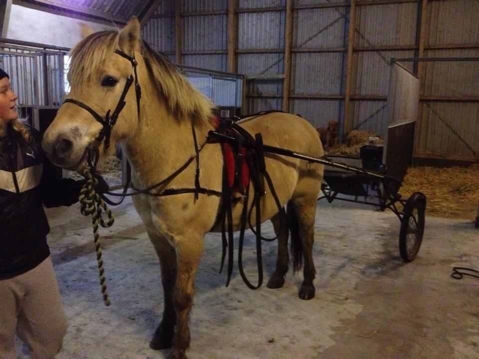 Fjordhest Maegård's Linus billede 3