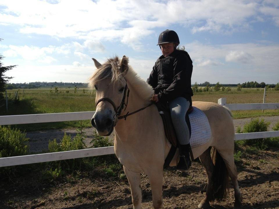 Fjordhest Maegård's Linus billede 4