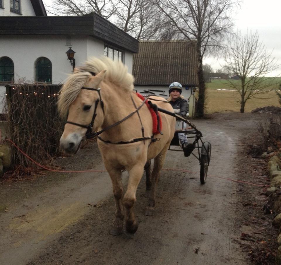 Fjordhest Maegård's Linus billede 5