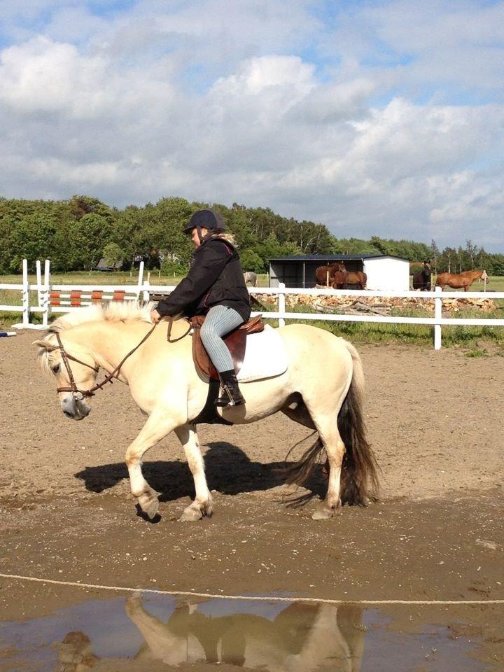 Fjordhest Maegård's Linus billede 7