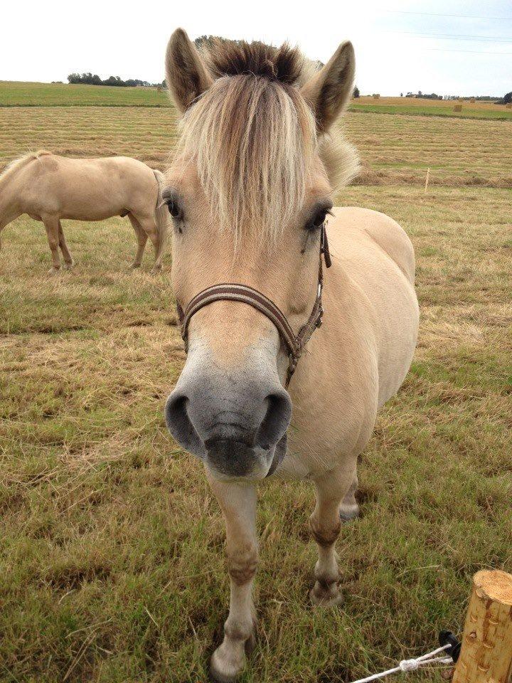 Fjordhest Maegård's Linus billede 1