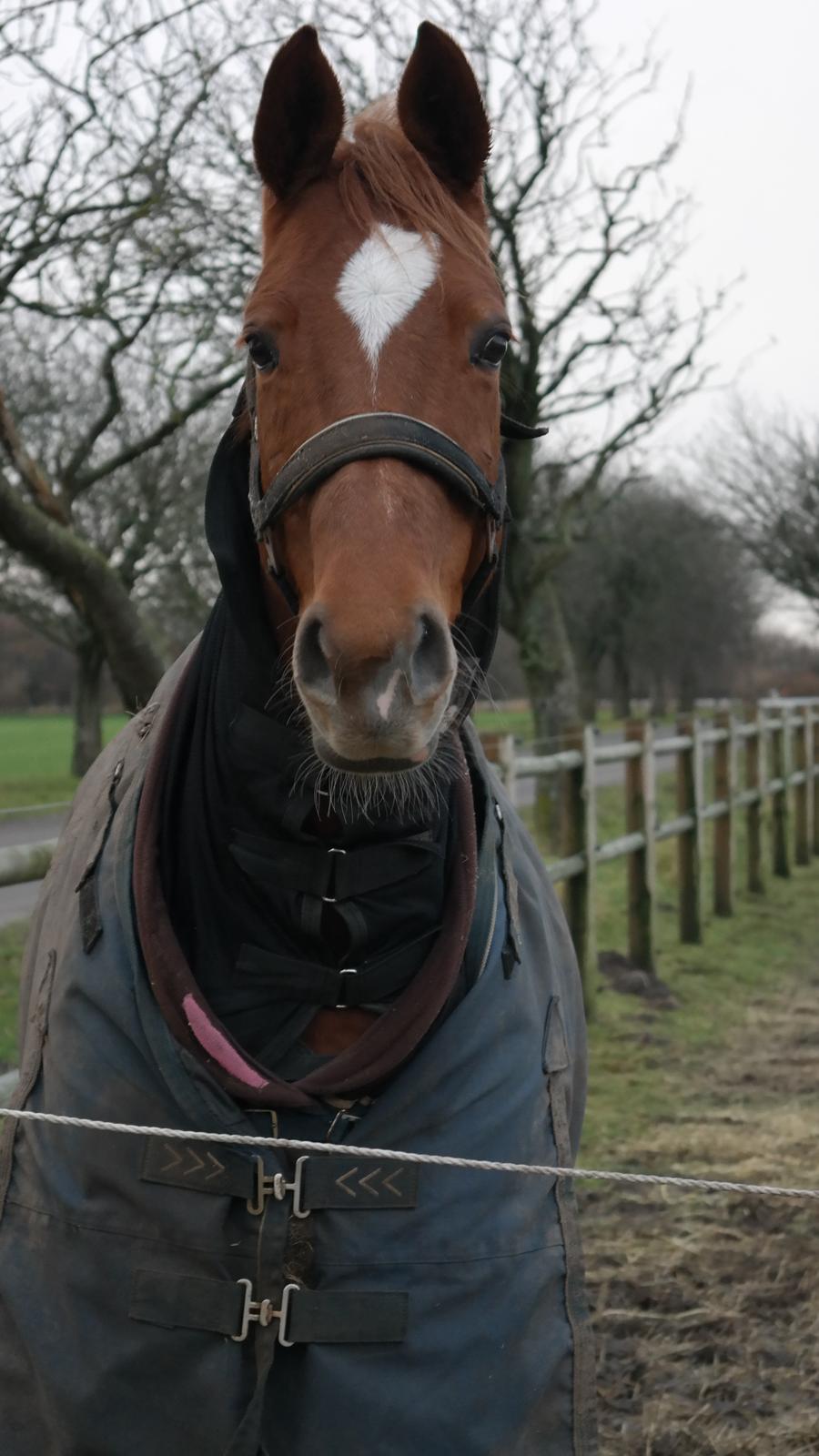 Mecklenburger Paula aka. popo/Guldklump - smukke smukke Paula billede 1