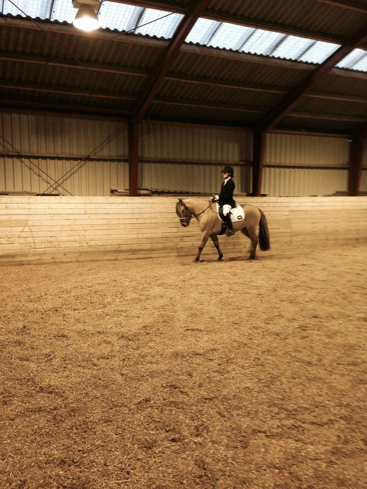 Anden særlig race Bali  billede 1