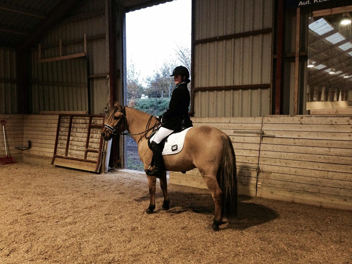 Anden særlig race Bali  billede 2