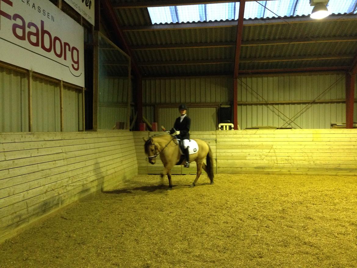 Anden særlig race Bali  billede 3