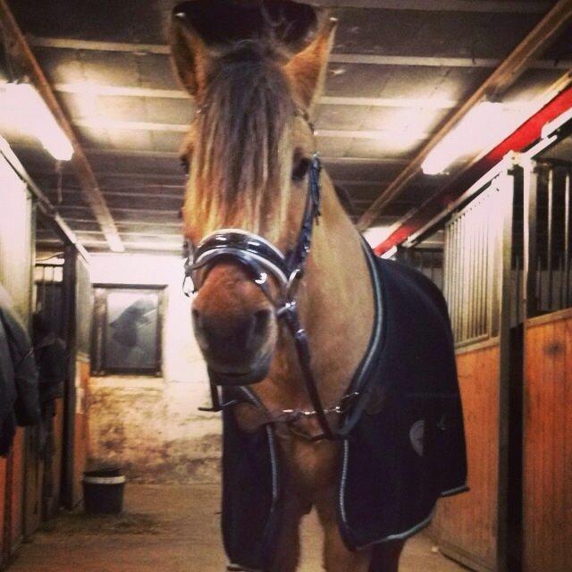 Anden særlig race Bali  billede 4