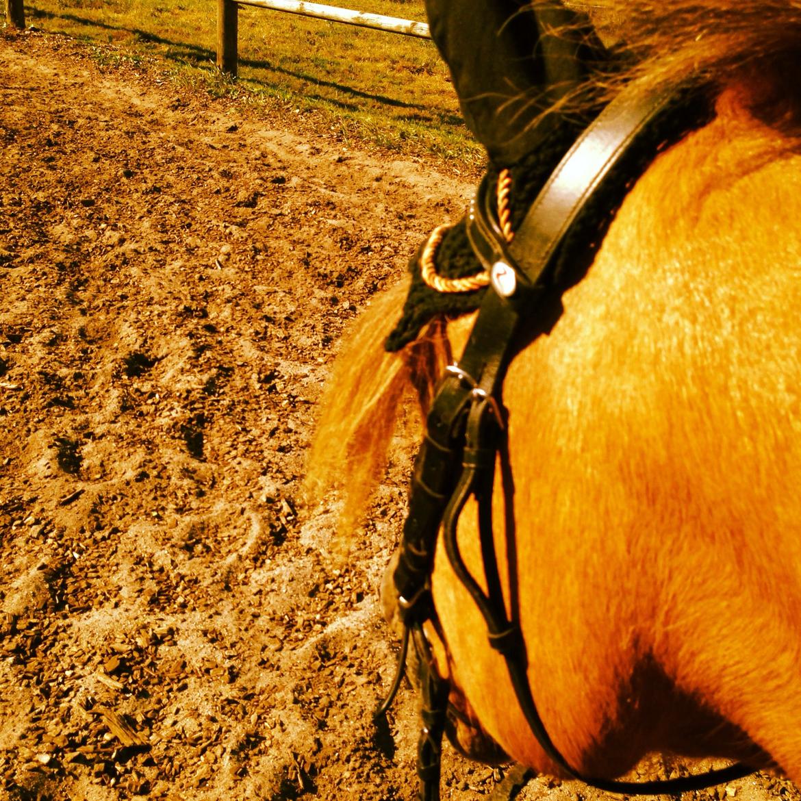 Anden særlig race Bali  billede 6