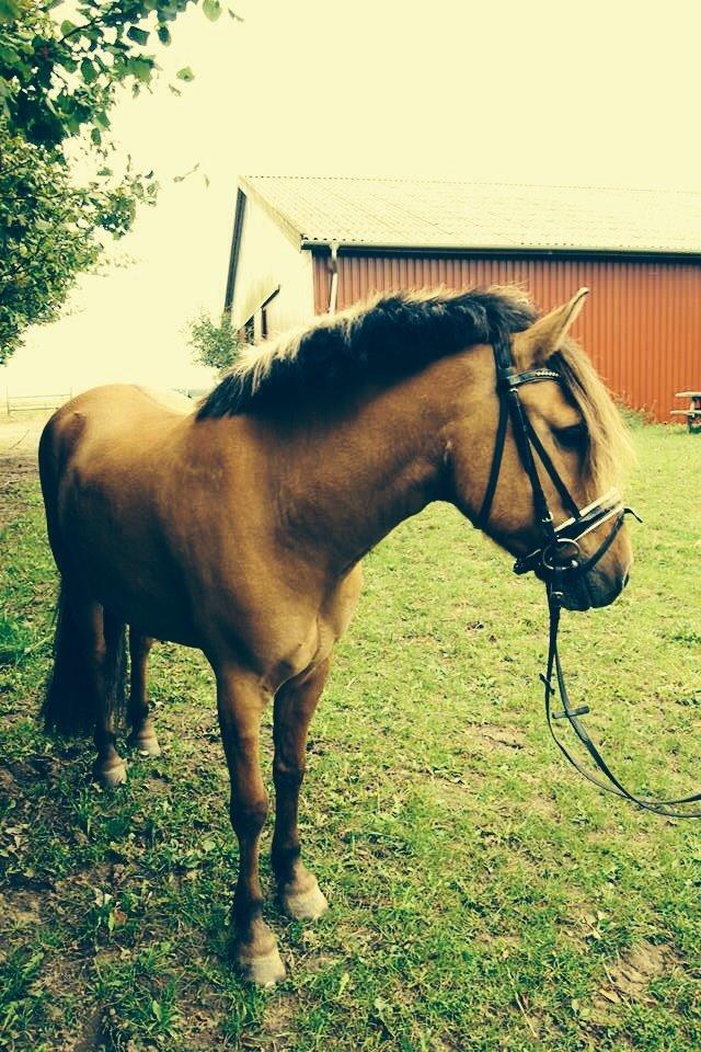 Anden særlig race Bali  billede 7