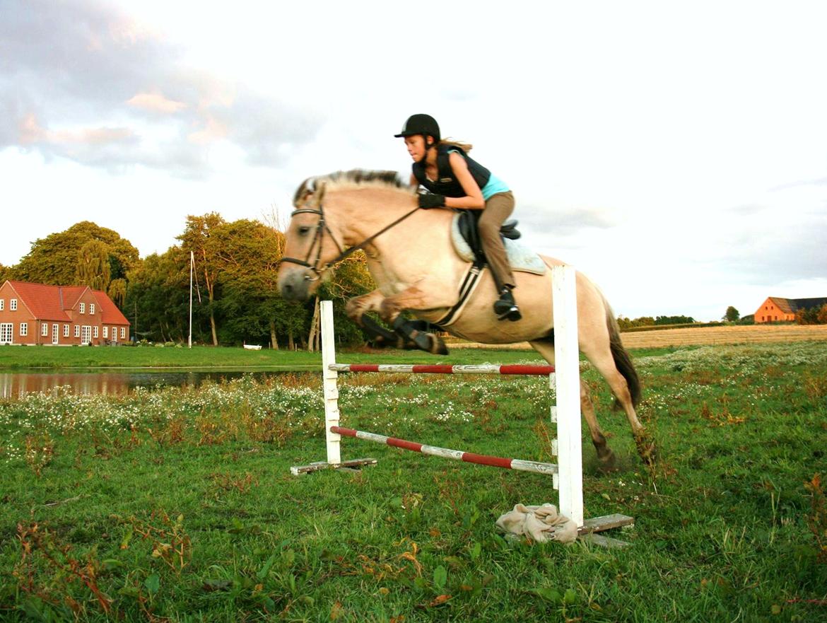 Fjordhest Felicia - Springer 1m. billede 5