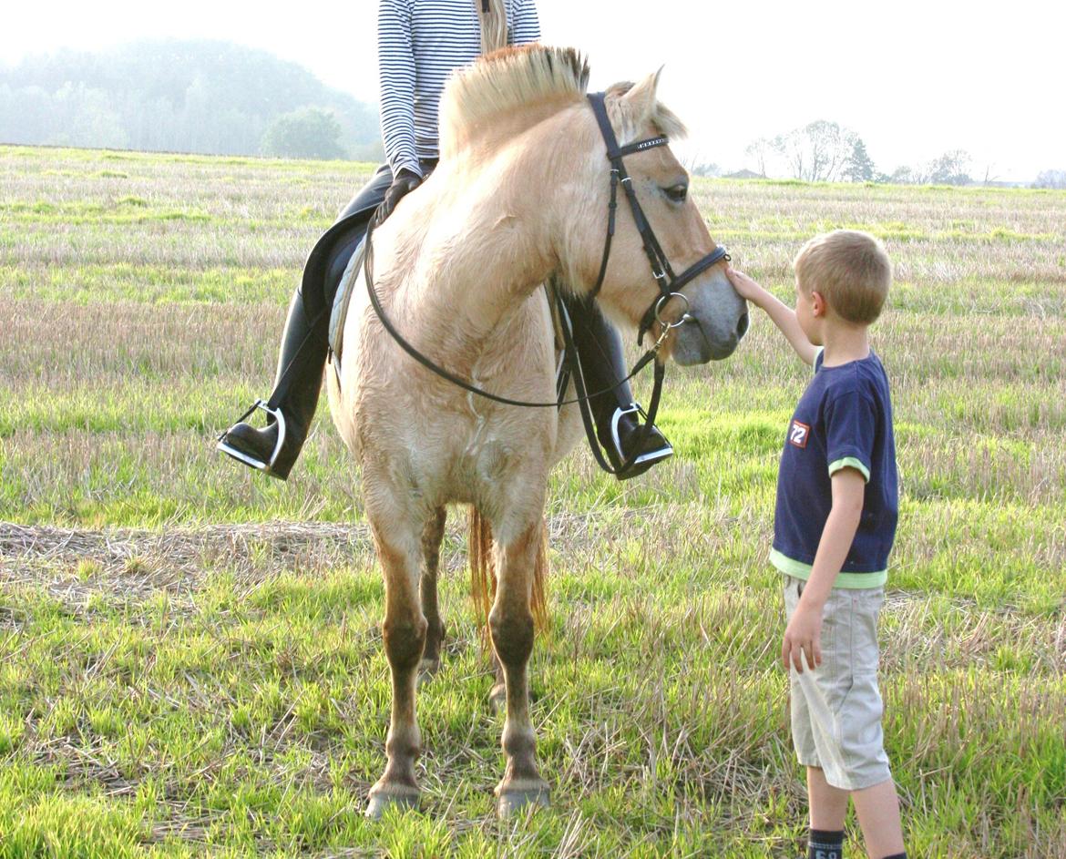 Fjordhest Felicia billede 8