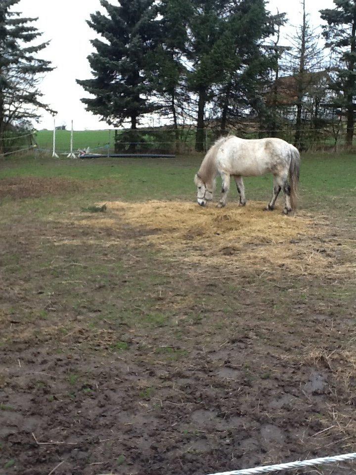 Islænder Ofieg billede 11