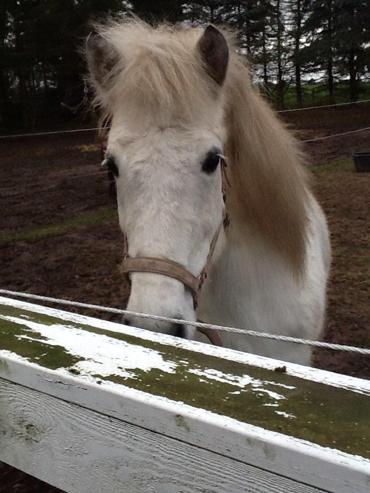 Islænder Ofieg billede 12