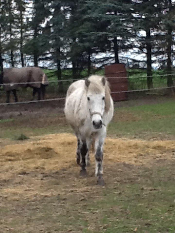Islænder Ofieg billede 13