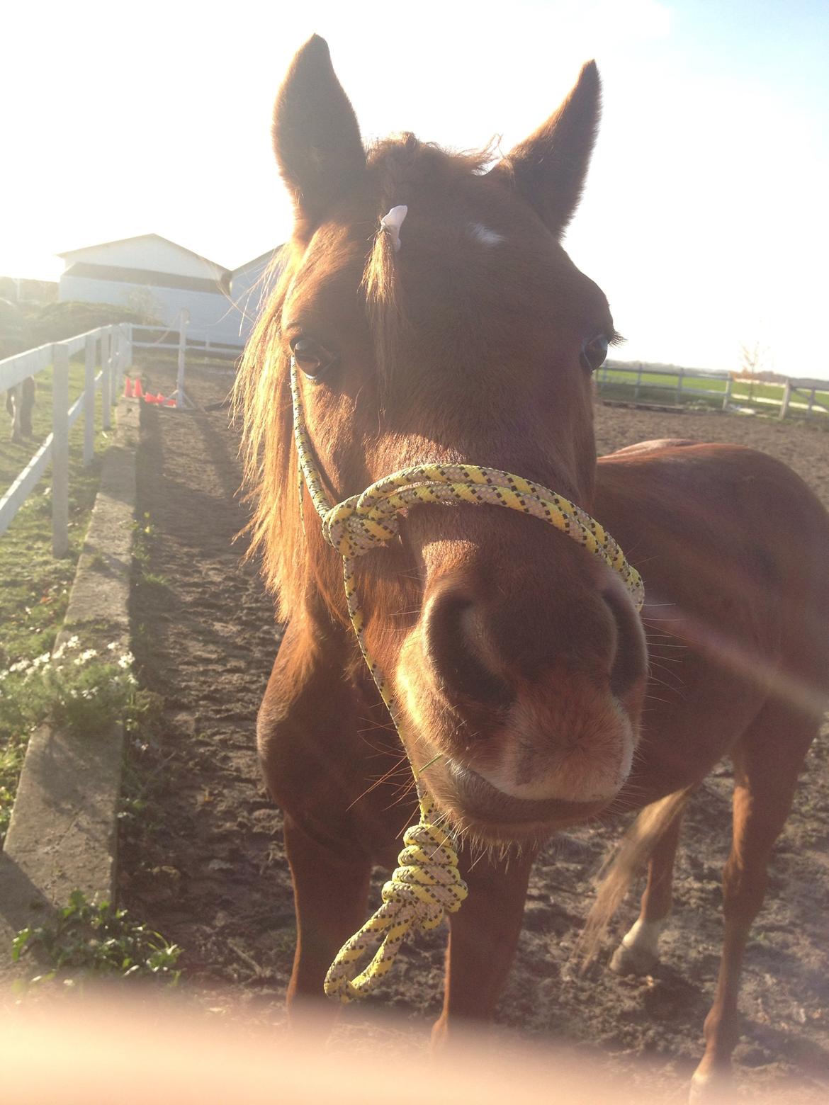 Welsh Partbred (Sec F) Laibek's First Excellence (Fister) billede 19