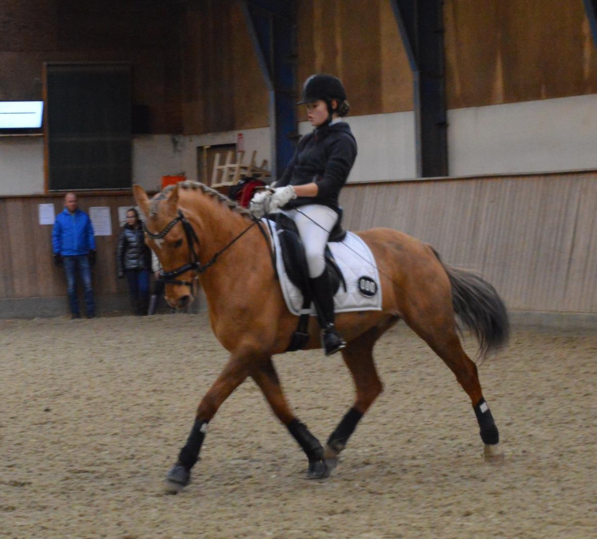 Hollandsk Sportspony Golden Star * B-pony* - Stjernen på opvarmning til vores første LA3 på C-plan. 2. plads billede 6