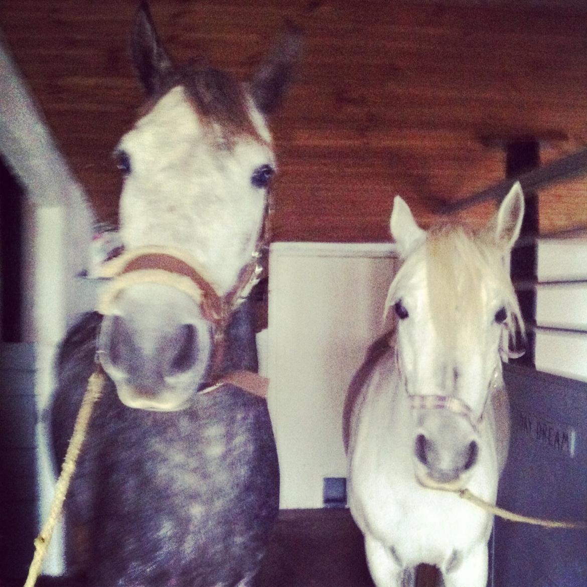 Connemara Klintly's macong billede 15