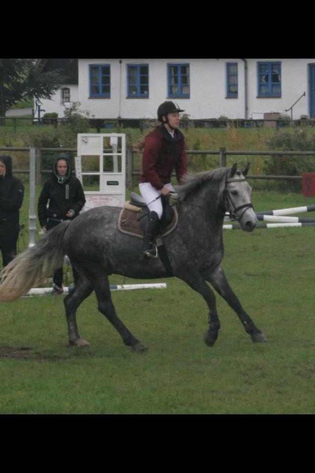 Connemara Klintly's macong billede 17