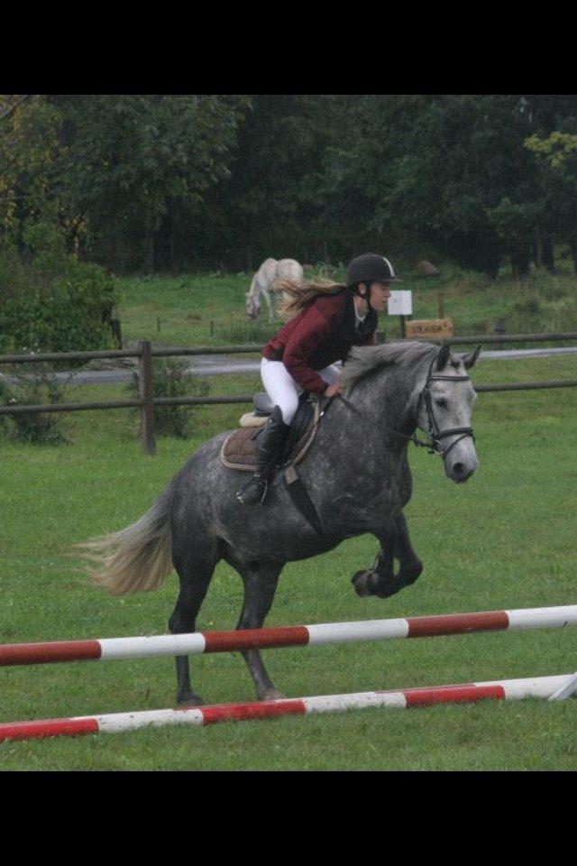 Connemara Klintly's macong - grå's første springstævne. september 2013 billede 10