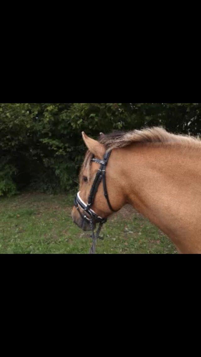 Anden særlig race Bali  billede 8