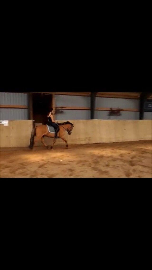 Anden særlig race Bali  billede 9