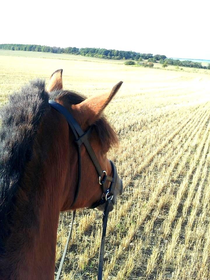 New Forest Vangsgaard's Vanity [Tidl. part] - On the back of my friend, everything feels possible - Foto: Mig billede 18