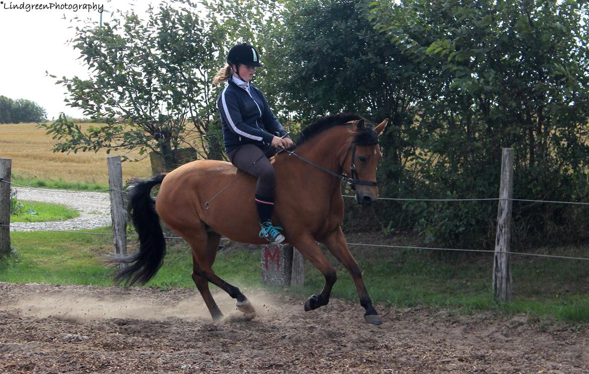 New Forest Vangsgaard's Vanity [Tidl. part] -  - Foto: Mig billede 27