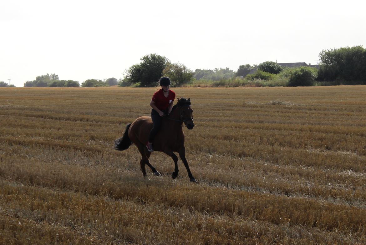 New Forest Vangsgaard's Vanity [Tidl. part] -  - Foto: Line billede 25