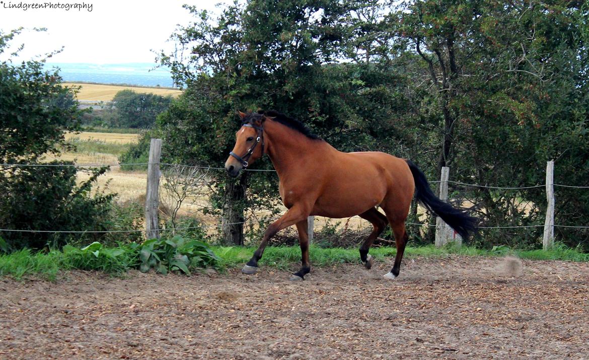 New Forest Vangsgaard's Vanity [Tidl. part] -  - Foto: Mig billede 30