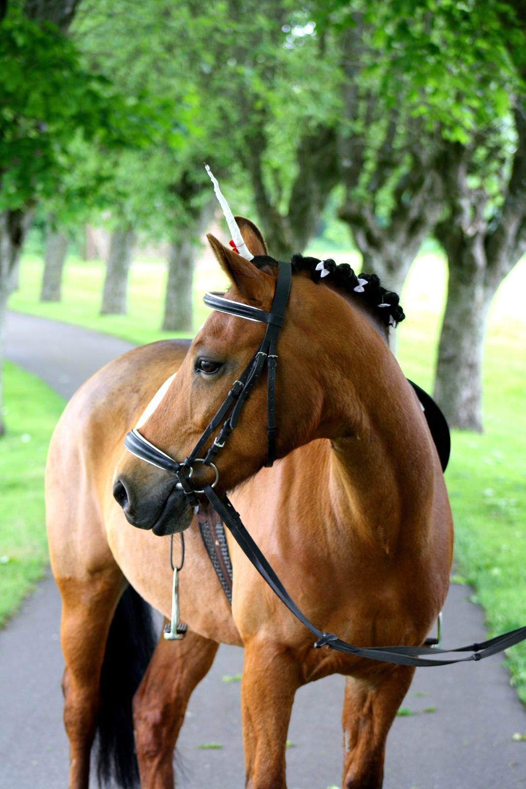 New Forest Vangsgaard's Vanity [Tidl. part] - Unicorn - Foto: Mig billede 24