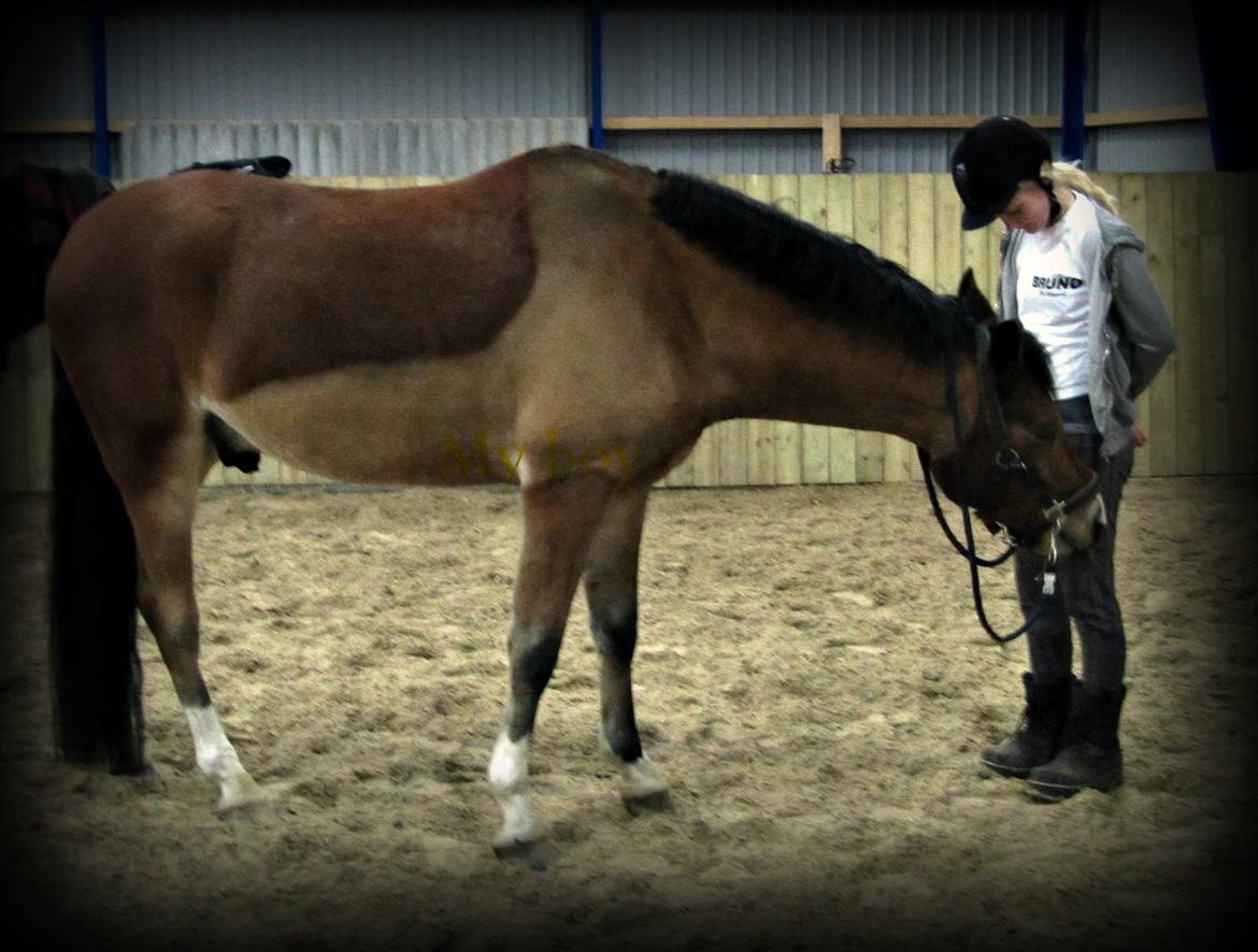 DSP Dalto af silkebakken billede 15