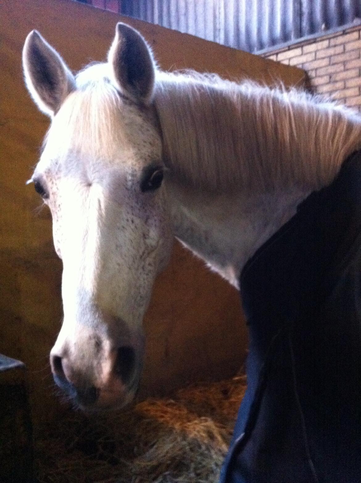 DSP Madeleine - Læg gerne en kommentar, håber du har nydt billederne :)<3 billede 16